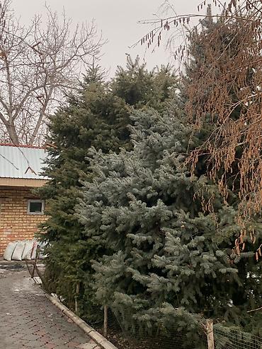 кел кел: В наличии 3х Ёлки 🌲 1х голубой Ел 2х тяньшанский Ел длина 4,5 метров — 3