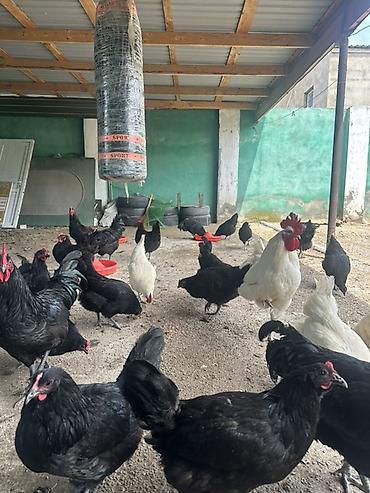 Toyuqlar: Toyuq, Australorp, Damazlıq — 8