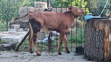 Inəklər, öküzlər: Dişi, Simental, il: 3, 500 kq — 10