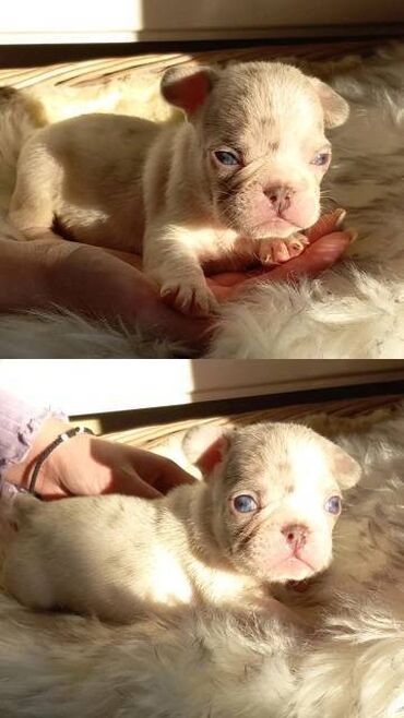 Psi: Francuski buldog štenci egzotičnih boja veseli umiljati, stručno — 7