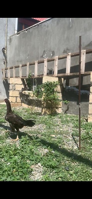 bu it: Toyuq cücələri, Damazlıq — 1