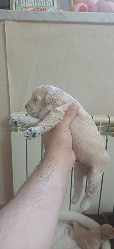 İtlər: Pudel, 1 ay, Erkek, Ödənişli çatdırılma — 7