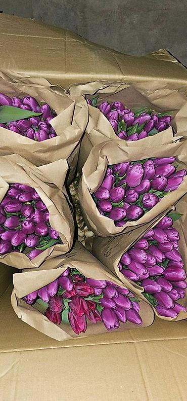 Букеты из живых цветов: В наличии Тюльпаны🌷💐 имеются в ярких и разных цветах . также есть — 2