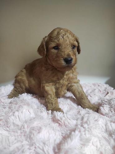 İtlər: Pudel — 28