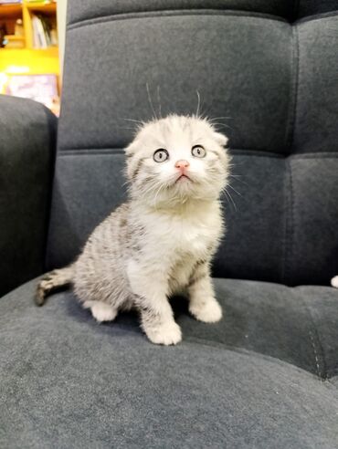 купить вислоухого котенка в бишкеке: Продаю котят шотландской вислоухой Приучены к лотку,кушают