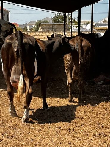 saanen keçisi satılır: Dişi, il: 4, 550 kq, Südlük