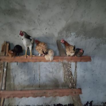 qara toyuq quşu: 🐔 Satılır – Yumurtayan Sağlam Kənd Toyuqları 🥚 Tam sağlam, aktiv və — 1