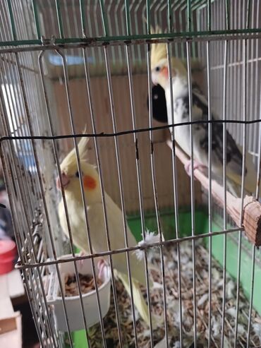 Akvarium aksessuar və ləvazimatları: Nymph (kakaducu) cütlüyü qəfəs ilə birlikdə. - Növ: Nymph paraket