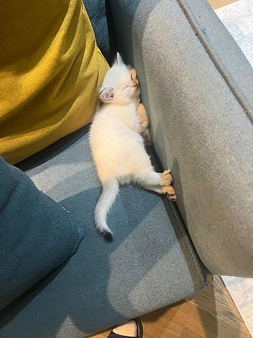 Pişiklər: Şinşilla — 3