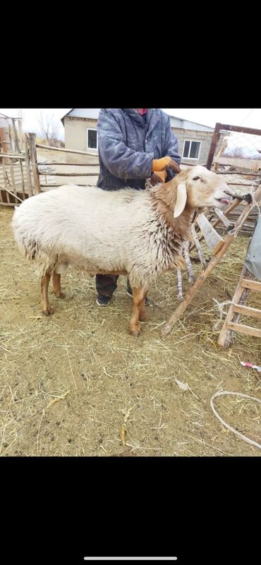 Бараны, овцы: Кочкор козу
2 жаш 
Караблинная линия 
Бою 95Кулак 20 см