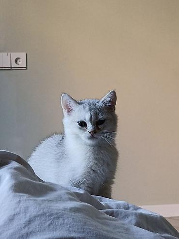pisi: Qızıl şinşilla, Erkək, Yaxşı əllərə — 2