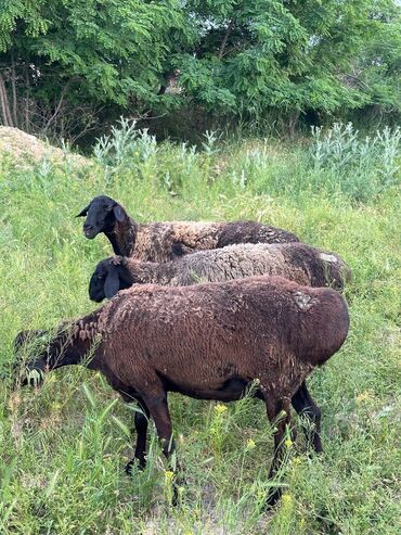 меринос овцы: Продаю | Овца (самка) | Эдильбаевская, Арашан | На забой, Для разведения | Матка, Ярка