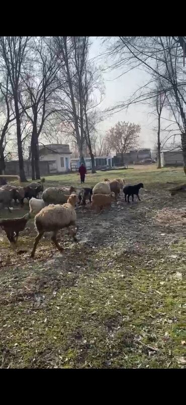 Бараны, овцы: Продаю | Овца (самка), Ягненок | Гиссарская | Для разведения | Матка, Ягнившаяся