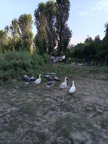 ак коён: Сатам | Балапан күрп | Аргын | Көбөйтүү үчүн — 3