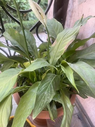 сенсация спатифиллум: Спатифиллум (Spathiphyllum), взрослое комнатное растение в — 1