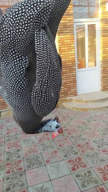Digər quşlar