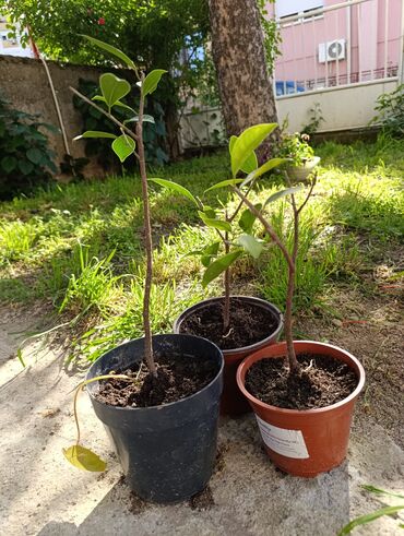 forma ideale polovni namestaj nis: Bendzamin fikus rasad,cena 300,400 i 500 din,Niš