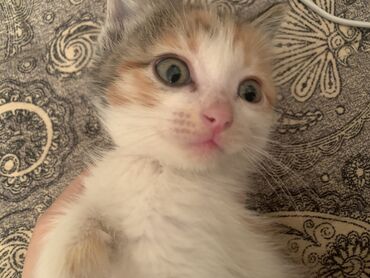 дом для кота: 3 месяца, Мальчик, Приучена к лотку, Проглистована