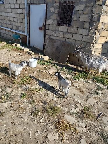 keci satışı: Keci satilir ekiz balalar ile Unvan Ceyranvatan tam saqlam heyvanlardi — 3