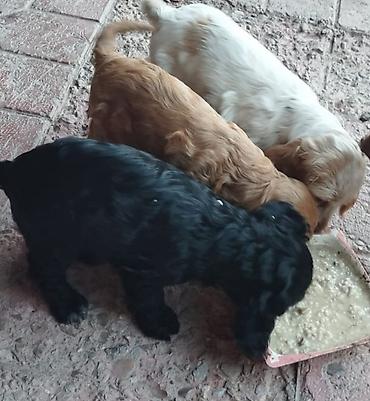 İtlər: Koker spaniyel, 1 ay, Erkek, Sənədli — 7