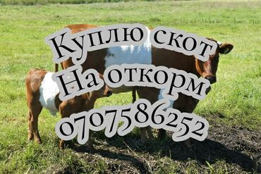 баран продаю: Куплю | Коровы, быки, Лошади, кони | Круглосуточно, На откорм, Самовывоз