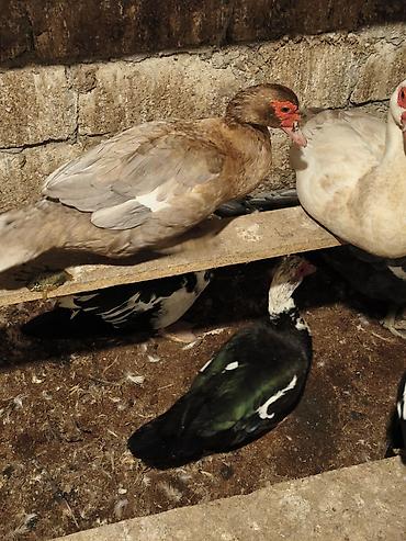 K/t heyvanları və malları: Dişi, | Macar, Ətlik, Ünvandan götürmə, Ödənişli çatdırılma — 6