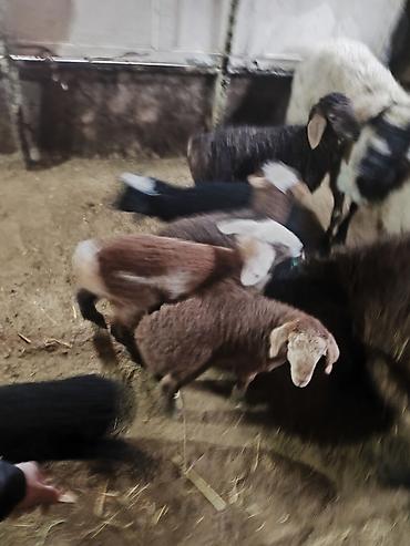 Баран, овца: Продаю | Ягненок | Для разведения | Матка — 6