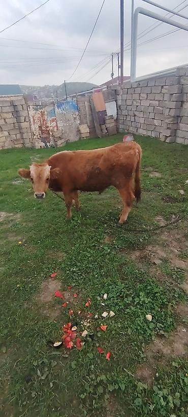 labrador iti satilir: Erkey dana 6 aylıq danadı yem yimeyne söz yoxud — 2