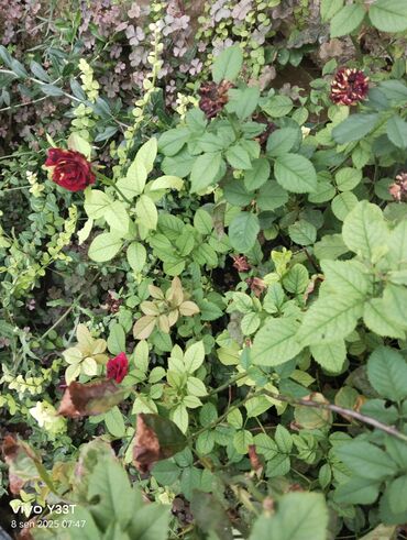 Ağaclar: Satılır: dekorativ bitkilər toplusu - Gül kolları (mini/çalı tipli) – — 2