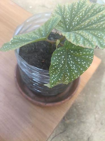 orxideya torpağı: Məhsul: Begoniya maculata (Polka-dot Begoniya) – qapalı bitki Təsvir — 2