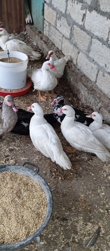 Ördəklər: Təcili satılır.Real alıcılar əlaqə saxlaya bilər — 1