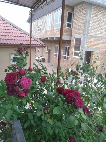 Иссык-Куль 2025: Койко-место, Чолпон-Ата at lalafo.kg — 7 Иссык-Куль 2025: Койко-место, Чолпон-Ата — 7