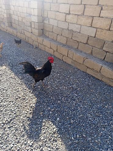 bakida cins ineklerin satisi: Salam Avusduroluq Xoruzu satılır tam sağlamdır heç bir xəsdəliyi — 2
