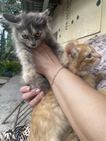 собака доберман сколько стоит: Два маленьких котенка, один серый, другой рыжий, ищут дом. Серый
