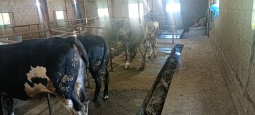 Коровы, быки: Продаю | Корова (самка) | Бельгийская | Для разведения, Для молока | Искусственник
