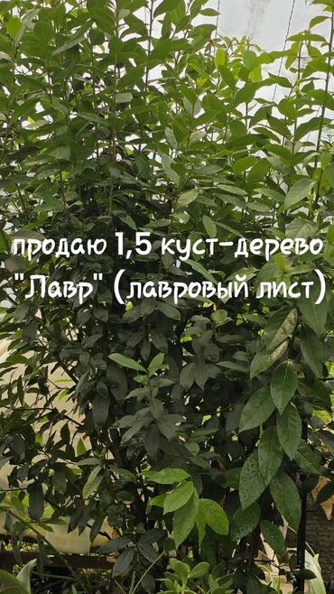 отургучтар бу: Лавровый кустарник. 1,5 метра. При покупке пересадка в свой горшок
