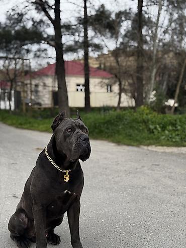 kani kors: Kane-Korso, 1 ay, Erkək, Peyvəndli, Ünvandan götürmə — 3