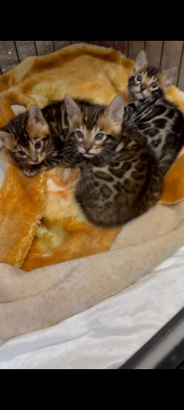 Продажа кошек: Бенгальская, 1 месяц, Мальчик, Шоколадный, Приучена к лотку, Проглистована, С документами — 6