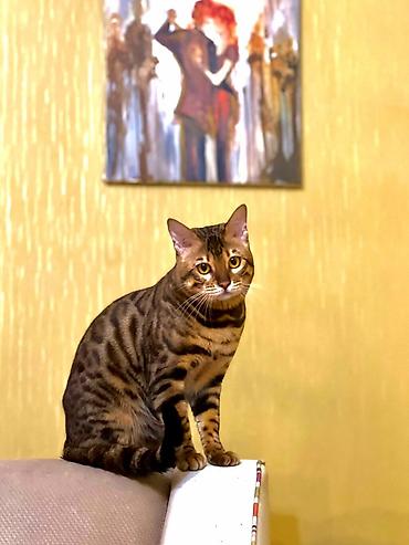 Pişiklər: Benqal, Erkək — 5