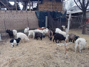 Козы, козлы: Продаю | Коза (самка) | Для разведения | Племенные — 1