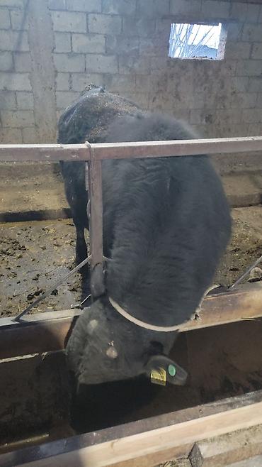 Коровы, быки: Продаю | Бык (самец) | На откорм | Привязанные — 4