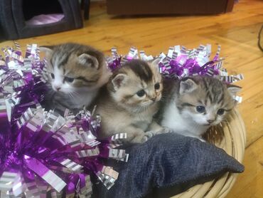 Pişiklər: Şotland yastı qulaq — 7