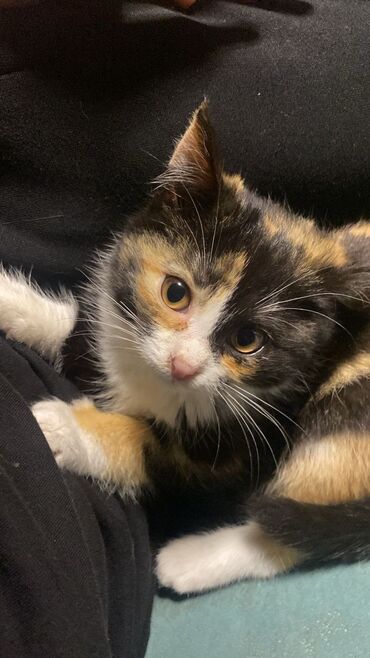 новорожденный котенок: Мышык бекер берилет: Породасыз, 2 айлык, Ургаачы, Лотокко барууга үйрөтүлгөн, Курттардан тазаланган