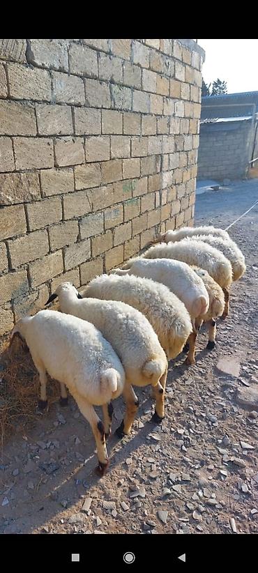 ucuz heyvanlar: Allah kesdırdıyınız qurbanları qebul etsın . Qız qapısı ucun ag — 6