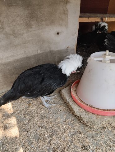 Digər quşlar: Rahibə xoruzlar biri 15 m. 2 ayliqdilar. h vaksini vurmuşam. ünvan
