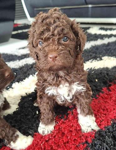 Psi: Lagotto Romagnolo – rezervacija stenaca Dostupno novo leglo pasa rase — 7
