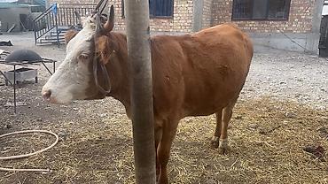 ишу карова: Продаю | Корова (самка) | Для молока | Привязанные — 5