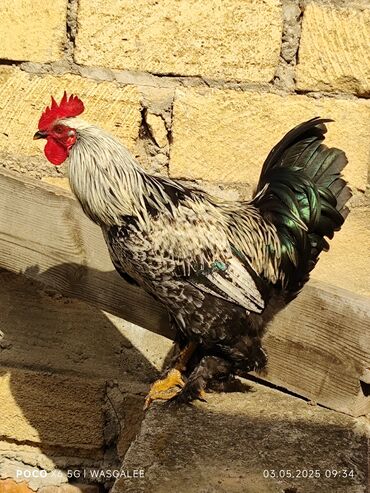 Xoruzlar: Xoruz, Brama, il: 1, Ünvandan götürmə, Ödənişli çatdırılma — 4