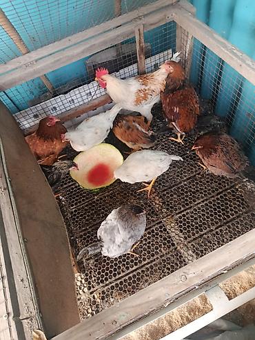 курица гриль доставка: Продаю | Куры, Петух, Цыплята | На забой, Для разведения, Несушки — 1