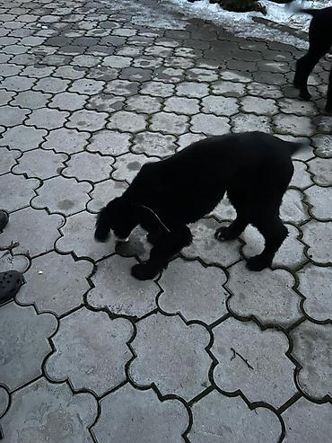 Продажа собак: Тайган, 4 месяца, Самка, С прививкой — 11